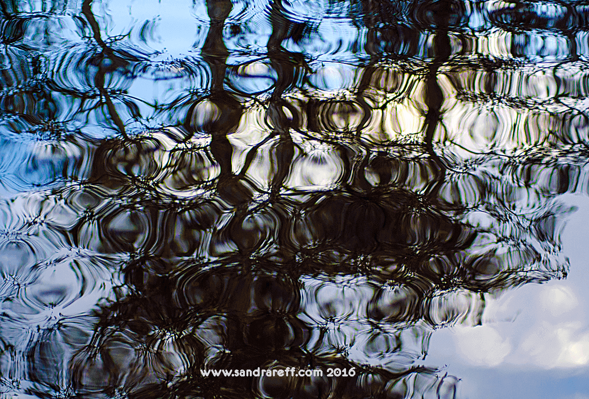 Gliclee print of Everglades reflections